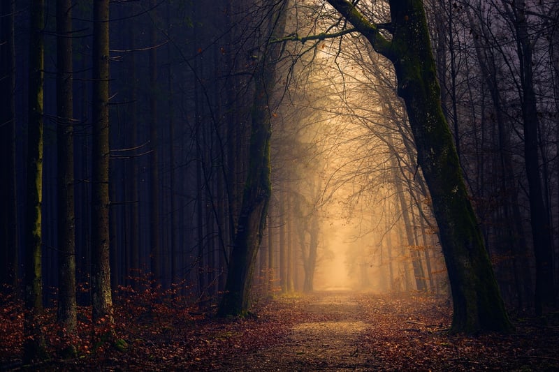 Enigmatic Forest